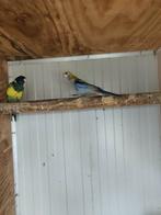 Bleekkkop rosella, Dieren en Toebehoren, Vrouwelijk, Parkiet, Geringd