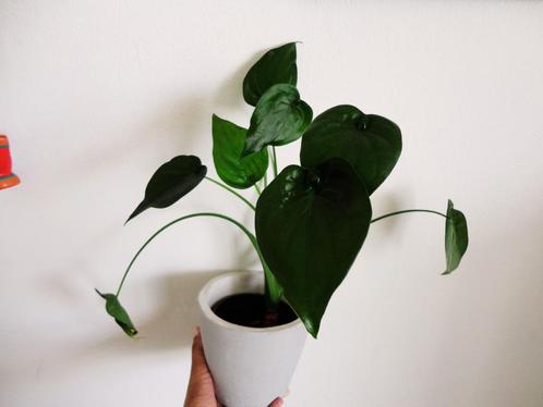 Mooie tropische alocasia cucullata, Huis en Inrichting, Kamerplanten, Overige soorten, Minder dan 100 cm, Groene kamerplant, Halfschaduw