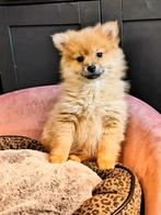 Belgische Speelse lieve keeshondjes te koop, Parvo, België, Keeshond, 8 tot 15 weken