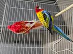 2 Prachtige rosella’s, Dieren en Toebehoren, Meerdere dieren, Parkiet