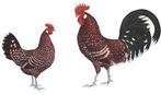 Broedeieren friese kippen groot Rood bont, Geslacht onbekend