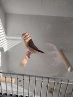 Zilverbekje man bruin agaat, Dieren en Toebehoren, Mannelijk, Tropenvogel, Geringd