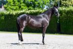 Unieke zwarte dressuurpony merrie, Dieren en Toebehoren, Pony's, Merrie, Dressuurpony, 3 tot 6 jaar, Onbeleerd