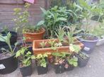 eetbare planten, aardpeer, zonnewortel, aardbei, framboos,, Tuin en Terras, Planten | Tuinplanten, Ophalen, Zomer, Volle zon