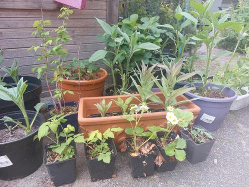 eetbare planten, aardpeer, zonnewortel, aardbei, framboos,, Tuin en Terras, Planten | Tuinplanten, Volle zon, Zomer, Ophalen