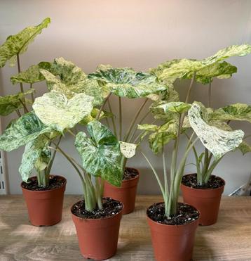 Alocasia Macrorrhiza Splash beschikbaar voor biedingen