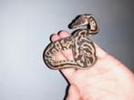 1.0 Leopard het .pied  python regius, Slang, 0 tot 2 jaar