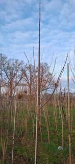 Paarse catalpa, Ophalen, Zomer, Volle zon, Overige soorten