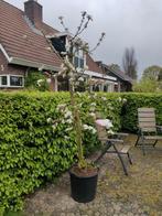 nu in bloei! voorraadje 12.5 jaar oude junami appelbomen, Tuin en Terras, Planten | Fruitbomen, Lente, Appelboom, Volle zon, 100 tot 250 cm