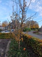 perenboom doyenne du comice, Ophalen, 250 tot 400 cm, Perenboom, Lente