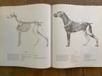 Anatomie Tekenboek: Mens & Dier, Ophalen of Verzenden, Zo goed als nieuw, Boek of Gids