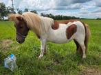 Shetlander/falabella, Dieren en Toebehoren, Meerdere dieren, Niet van toepassing, Gechipt, 3 tot 6 jaar