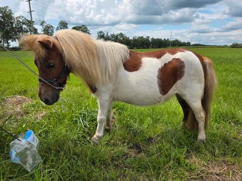 Shetlander/falabella, Dieren en Toebehoren, Pony's, Meerdere dieren, Niet van toepassing, 3 tot 6 jaar, Met stamboom, Gechipt