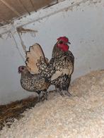 Sebright kip+ haan, Dieren en Toebehoren, Pluimvee, Meerdere dieren, Kip