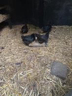 Dubbel gezoomde Barnevelders  mei 2025, Dieren en Toebehoren, Meerdere dieren, Kip
