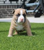9 prachtige American Bully puppys, Rabiës (hondsdolheid), Overige rassen, 8 tot 15 weken, Meerdere