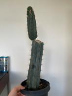 San pedro cactus kamerplant, Huis en Inrichting, Kamerplanten, Cactus, Minder dan 100 cm, Ophalen of Verzenden, Volle zon