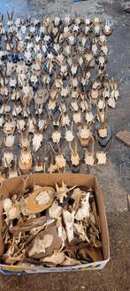 Gewei ree geweien reebokken jacht jagen Veluwe, Ophalen, Gebruikt, Hert, Gewei of Kop