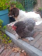 2 kippen. Evt. Met hok maar zelf demonteren., Vrouwelijk, Kip