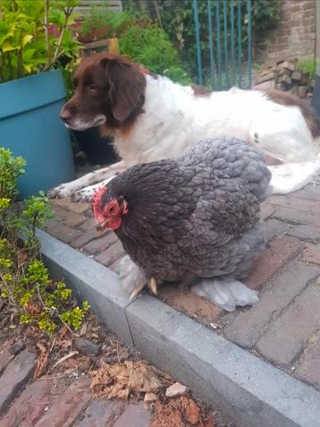 2 kippen. Evt. Met hok maar zelf demonteren. beschikbaar voor biedingen