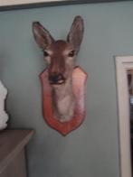 hertenkop hinde in perfecte staat, Ophalen