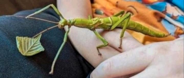 Eieren van de wandelende tak Diapherodes gigantea (PSG 260)., Dieren en Toebehoren, Insecten en Spinnen, Wandelende tak