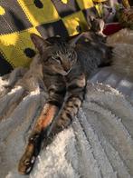 Dekkater Oosterse Korthaar NIET TE KOOP