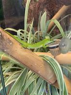 Phelsuma Grandis Madagaskar daggeko, Dieren en Toebehoren, Reptielen en Amfibieën, Overige soorten, 0 tot 2 jaar