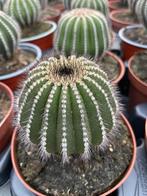 Cactus Eubelmania Pectinifera Multicostata in de 12cm pot, Ophalen of Verzenden, Minder dan 100 cm, Bloeiende kamerplant, Volle zon