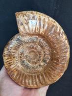 Grote ammoniet, gepolijst, Verzamelen, Mineralen en Fossielen, Ophalen of Verzenden, Mineraal