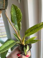 Philodendron Ring Of Fire, Ophalen of Verzenden, Overige soorten, Minder dan 100 cm