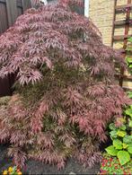 Japanse esdoorn geent, Tuin en Terras, Ophalen, Esdoorn, 100 tot 250 cm