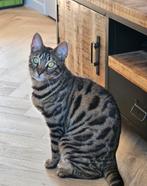 Mooie grote Bengaalse (ex) kater van net 2 jaar, Kater, Gechipt, 0 tot 2 jaar