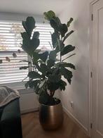 Grote Tabaksplant - 2,10 hoog Ficus Lyrata vertakt op stam, Ophalen, Ficus, 200 cm of meer, Halfschaduw