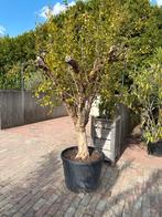 Granaatappelboom 250cm in pot -Aanbieding Van €349 voor €250, Tuin en Terras, Planten | Bomen, Bloeit niet, Overige soorten, 100 tot 250 cm