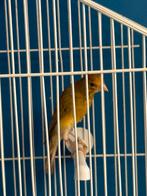 Timbrado*japasn hoeso, Dieren en Toebehoren, Vogels | Kanaries