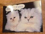 Twee Perzische katten - We denken aan jou, Verzenden, 1980 tot heden, Ongelopen, Hond of Kat