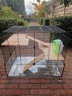 Hamsterkooi met toebehoren, Dieren en Toebehoren, Knaagdieren en Konijnen | Hokken en Kooien, Kooi, Gebruikt, Minder dan 75 cm