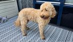 Goldendoodle, Dieren en Toebehoren, Honden | Retrievers, Spaniëls en Waterhonden, 6 jaar of ouder, Overige rassen, Teef, Eén hond