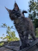 maine coon katertje met stamboom, Kater, Gechipt