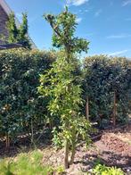 Appelboom Elstar, Tuin en Terras, Planten | Bomen, Overige soorten, Lente, 250 tot 400 cm, Ophalen