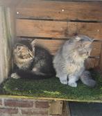 Mooi Britse langhaar kittens, Dieren en Toebehoren, Katten en Kittens | Overige Katten, Meerdere dieren