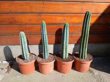 Verschillende Trichocereus (San Pedro) cactussen in 5L pot beschikbaar voor biedingen