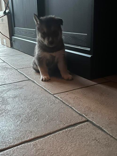 75%husky 25% akita pups, Dieren en Toebehoren, Honden | Poolhonden, Keeshonden en Oertypen, Reu, Poolhond, Particulier, Meerdere