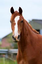 Onwijs lieve knappe jonge merrie, Dieren en Toebehoren, Paarden, Merrie, Niet van toepassing, Dressuurpaard, 3 tot 6 jaar