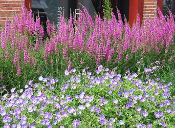 Vaste plant : Lythrium Salicaria 5 euro beschikbaar voor biedingen