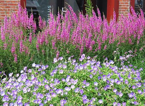 Vaste plant : Lythrium Salicaria 5 euro, Tuin en Terras, Planten | Tuinplanten, Vaste plant, Overige soorten, Halfschaduw, Zomer