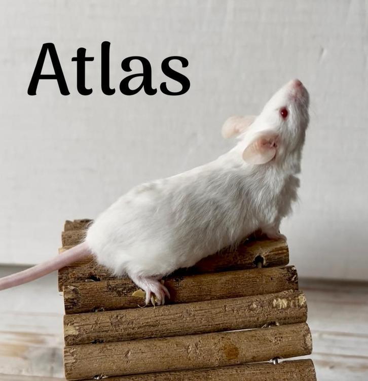 Jonge, lieve muizen, ook texel/satijn, Dieren en Toebehoren, Knaagdieren, Muis, November, Meerdere dieren, Tam