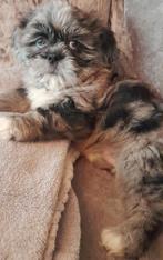 Boomer puppy merle, Dieren en Toebehoren, Rabiës (hondsdolheid), 8 tot 15 weken, Eén hond, Nederland