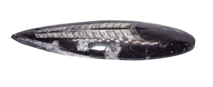 Grote Orthoceras - Fossiele pijlstaartinktvis   160 x 45 mm, Verzamelen, Mineralen en Fossielen, Fossiel, Ophalen of Verzenden